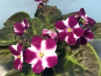 African Violet - Melodie Candy Apple